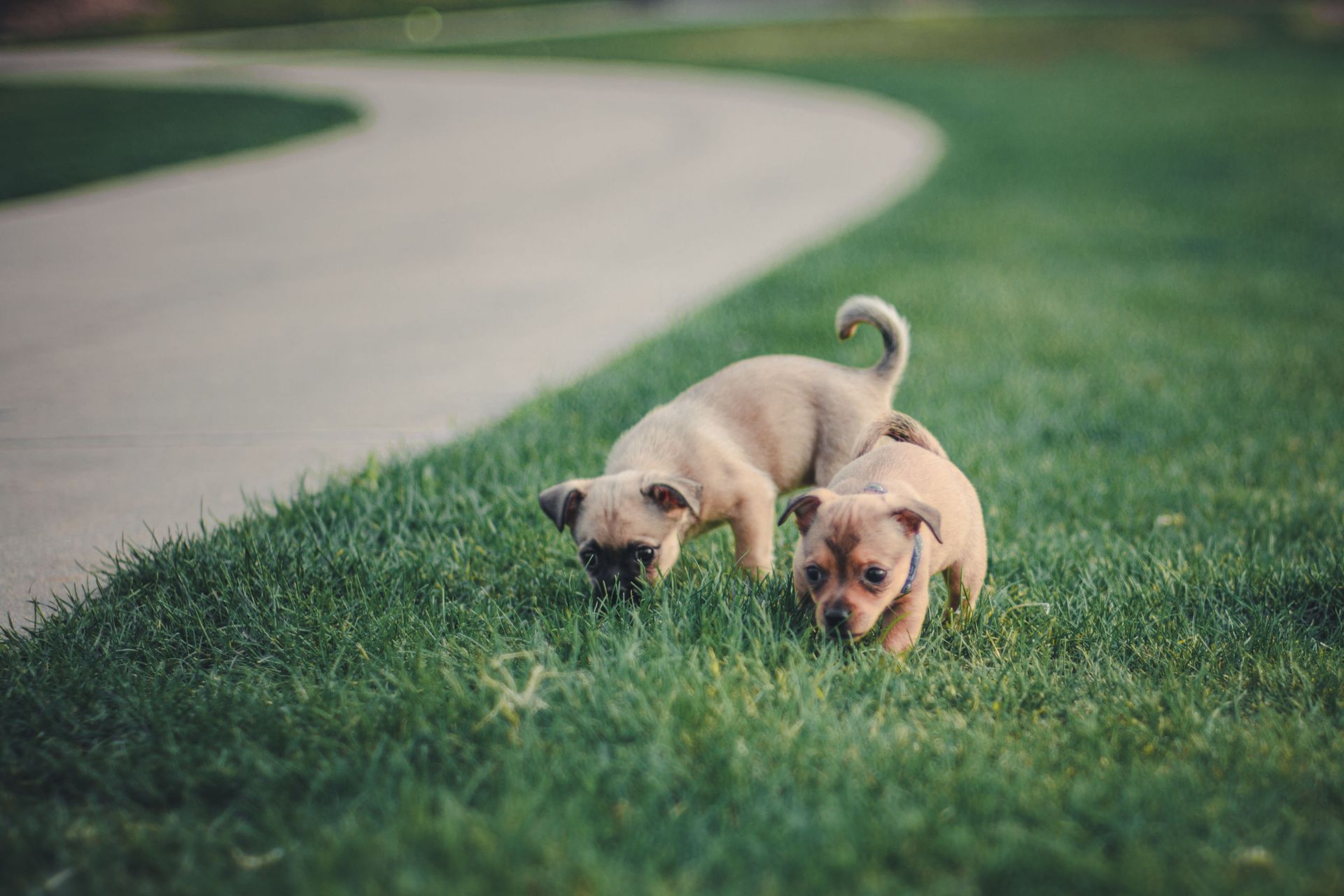 Two cute puppies playing on lush green grass outdoors, captured with Nikon D7100.