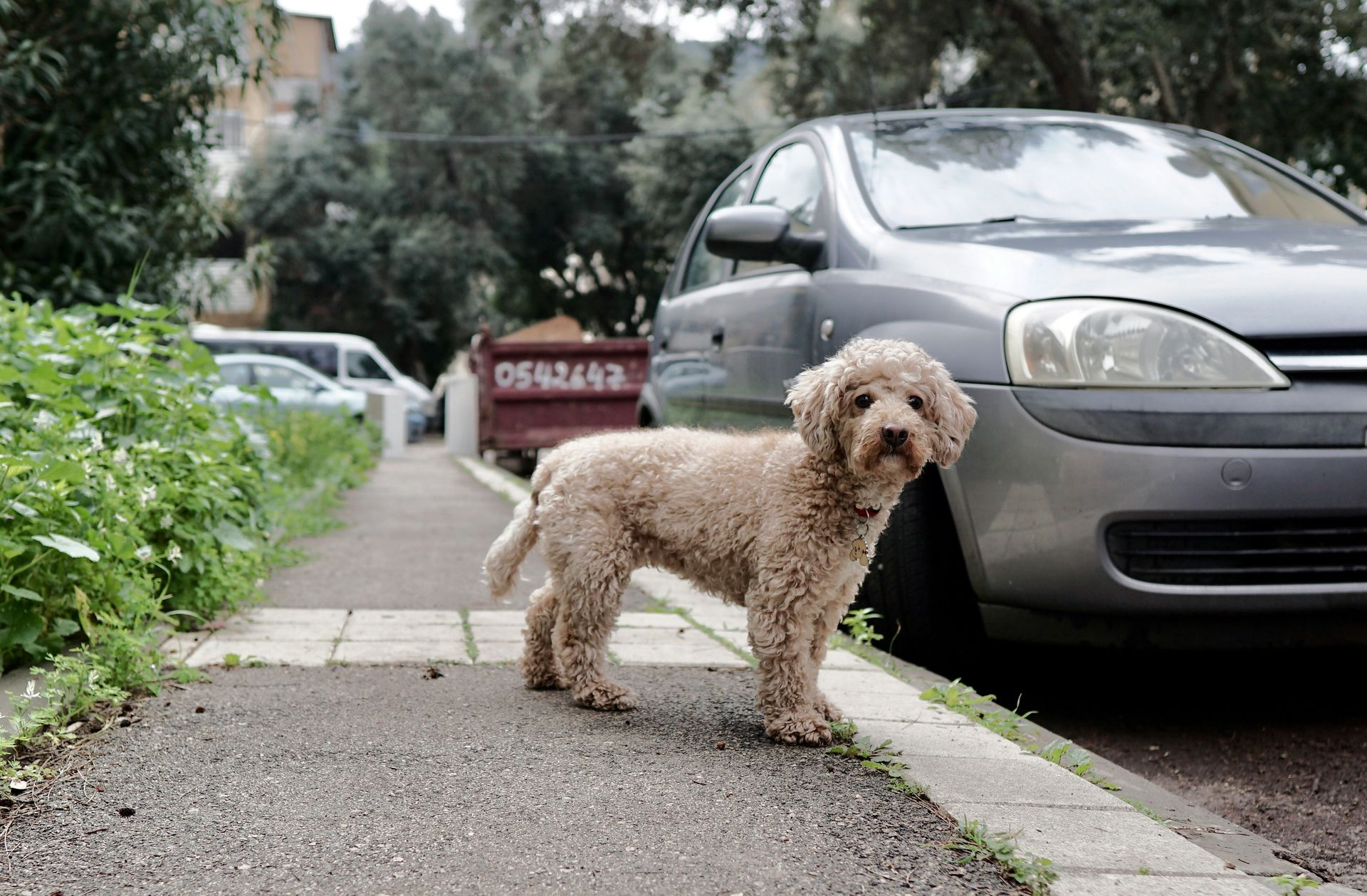brown poodle on the street