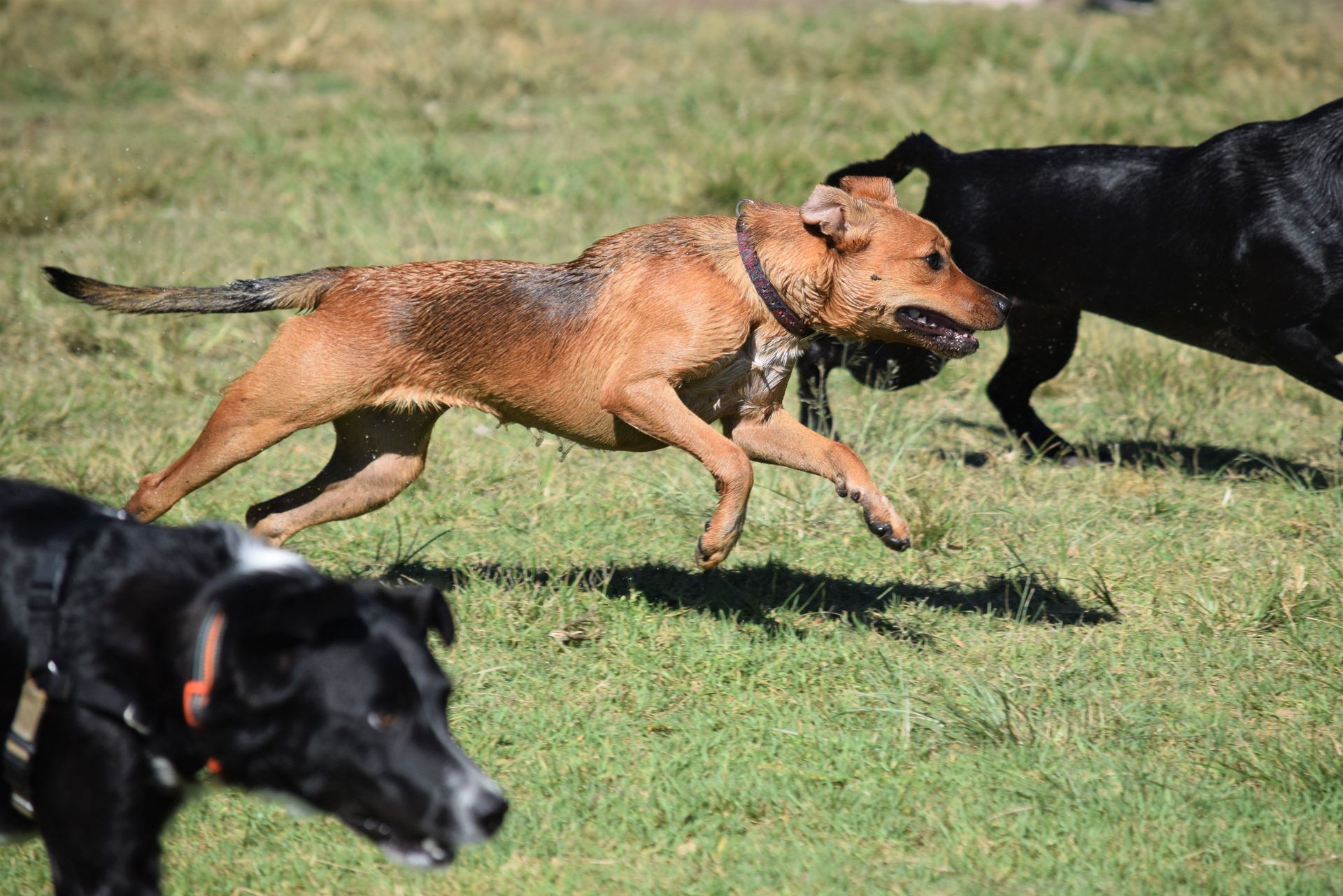 Two dogs joyfully running in a grassy field on a sunny day, capturing their playful nature.