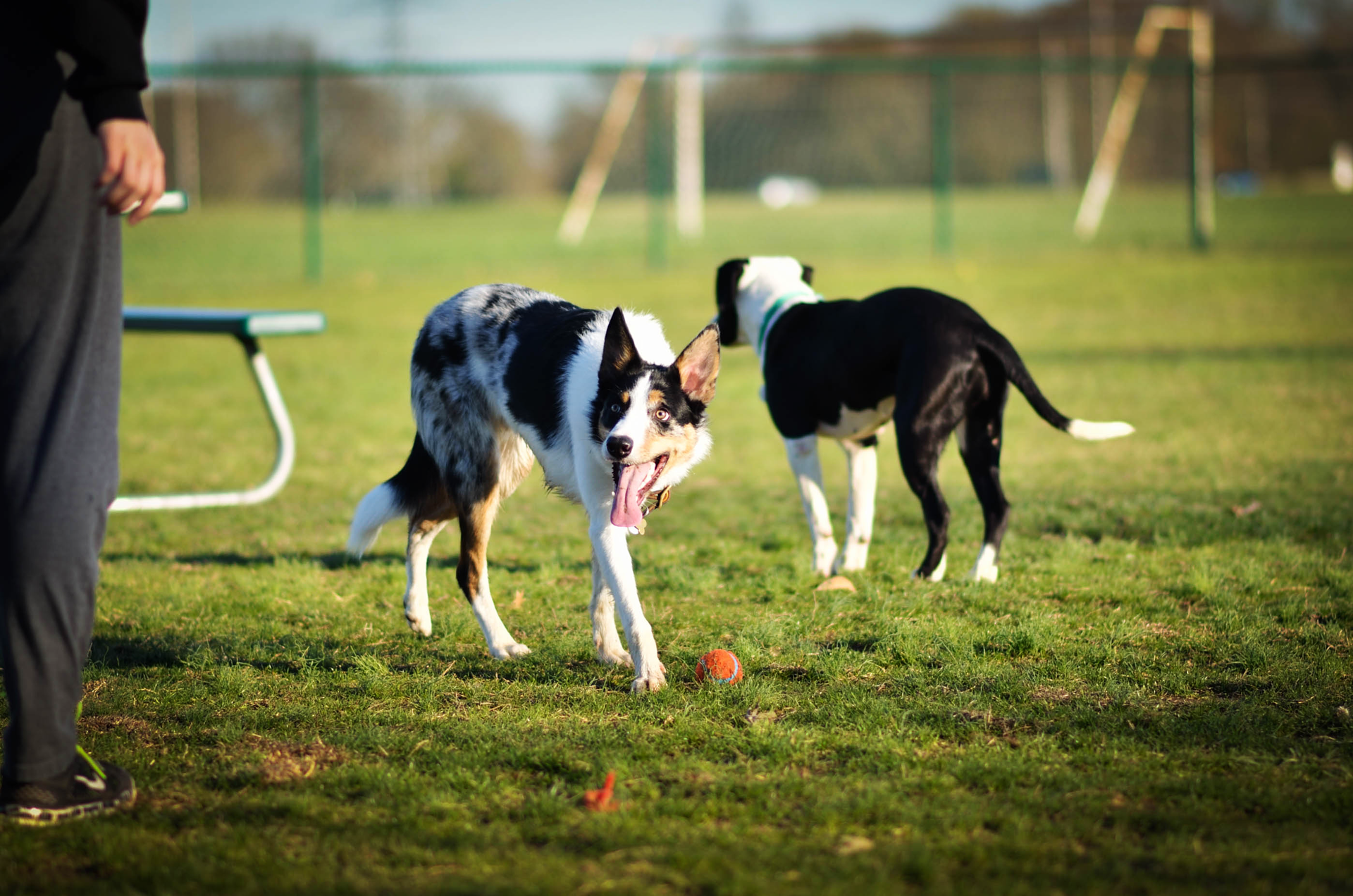 Energetic border collie with a ball in a vibrant park scene. Perfect pet action capture.