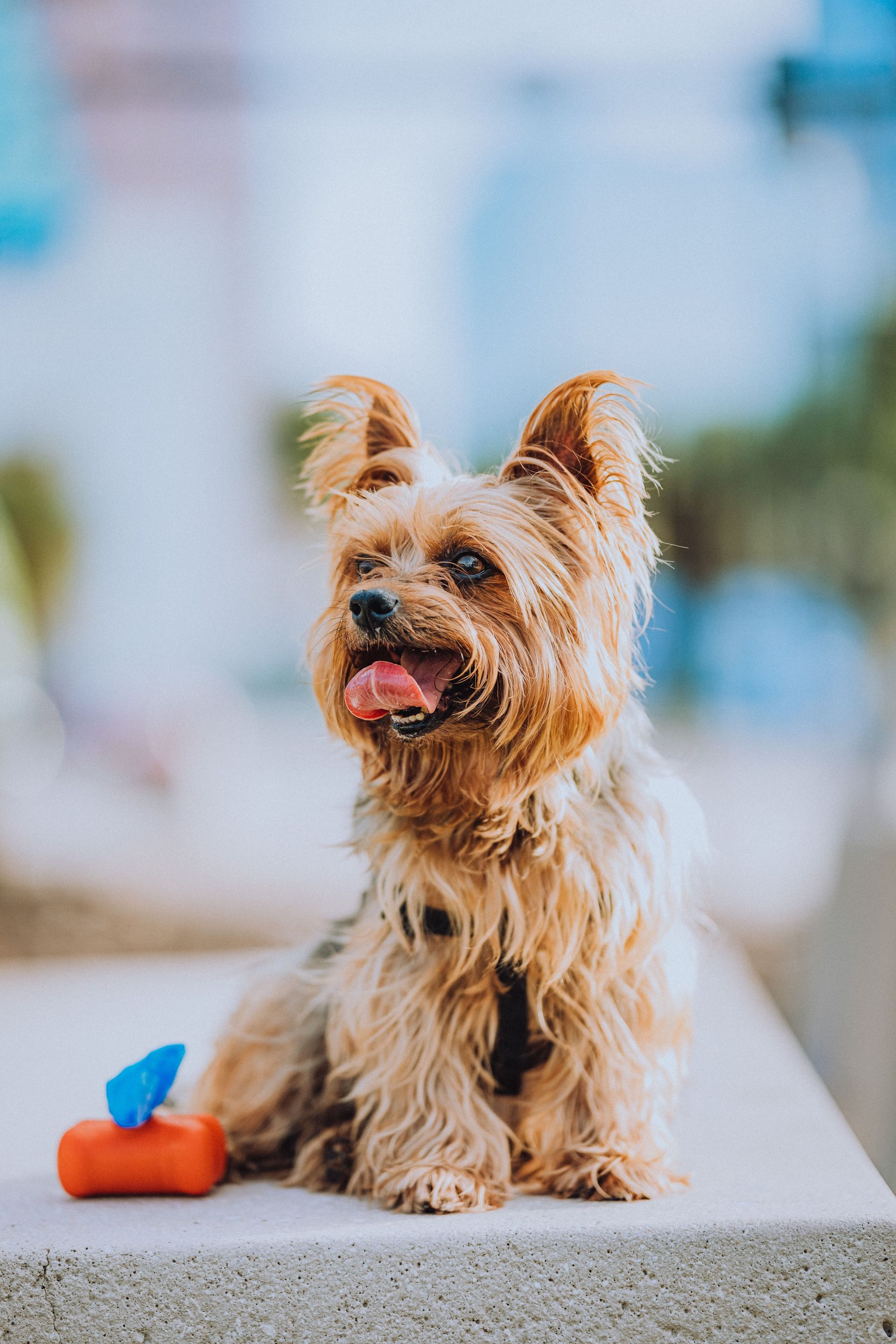 Cute Yorkshire Terrier puppy sitting outdoors with a toy in view.