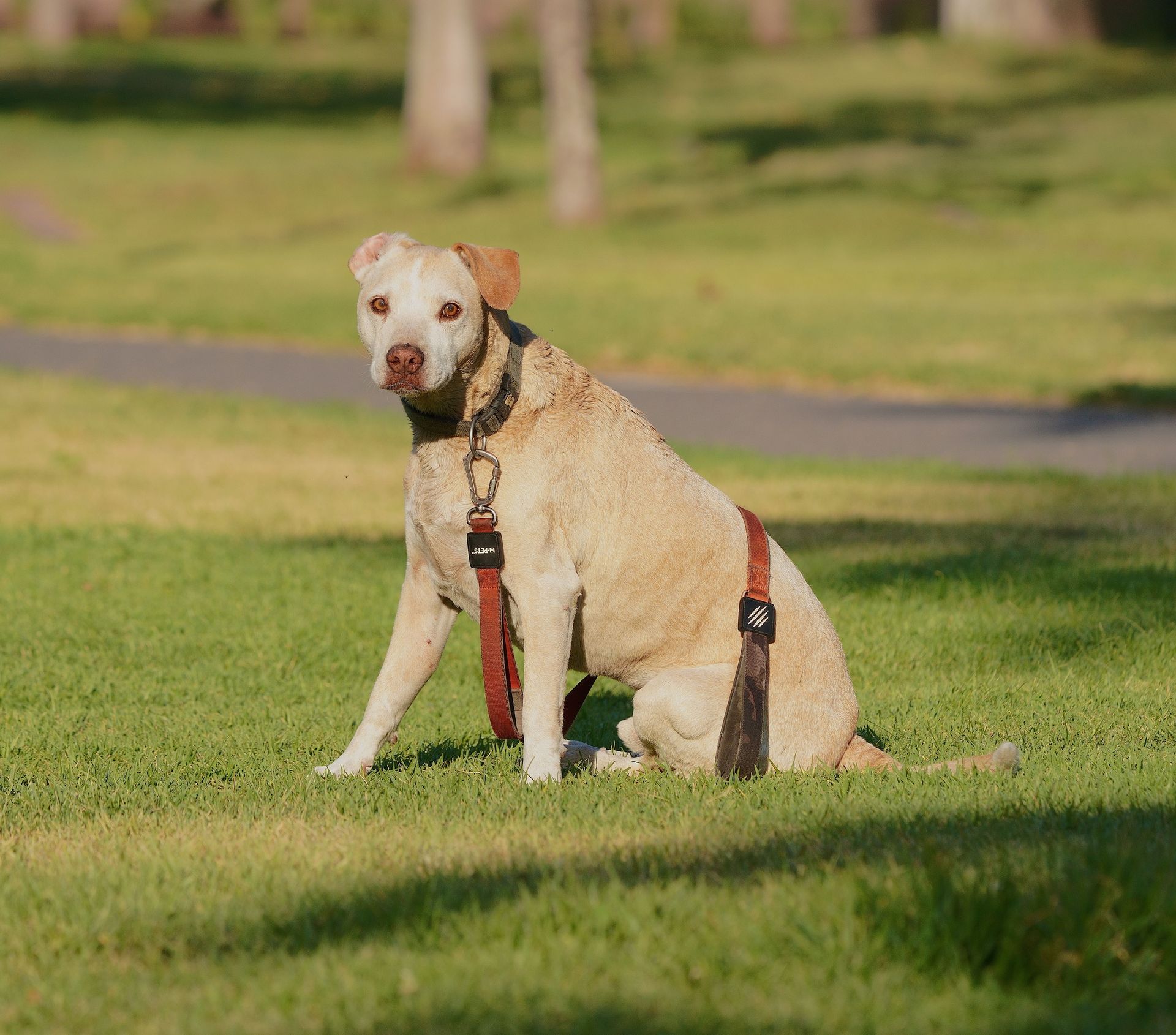 A Labrador mix dog relaxing on grass in a sunny park.