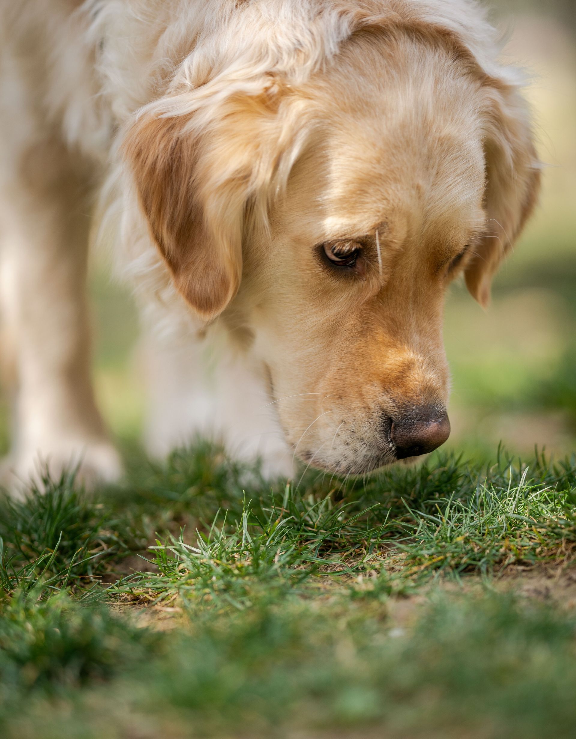 Adorable Golden Retriever exploring grass on a sunny day. Perfect dog portrait for pet lovers.