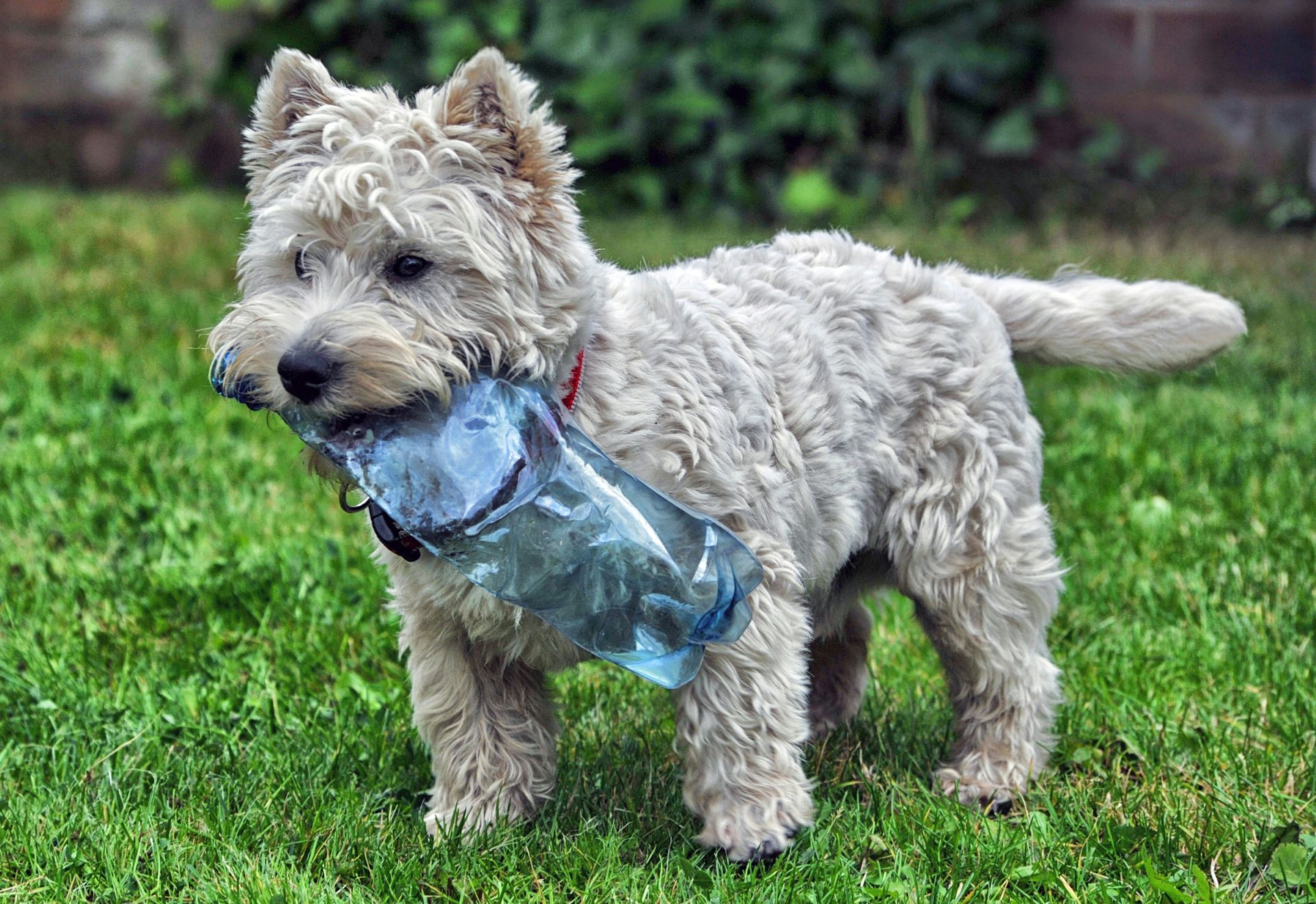white long coat small dog with blue plastic bottle on mouth
